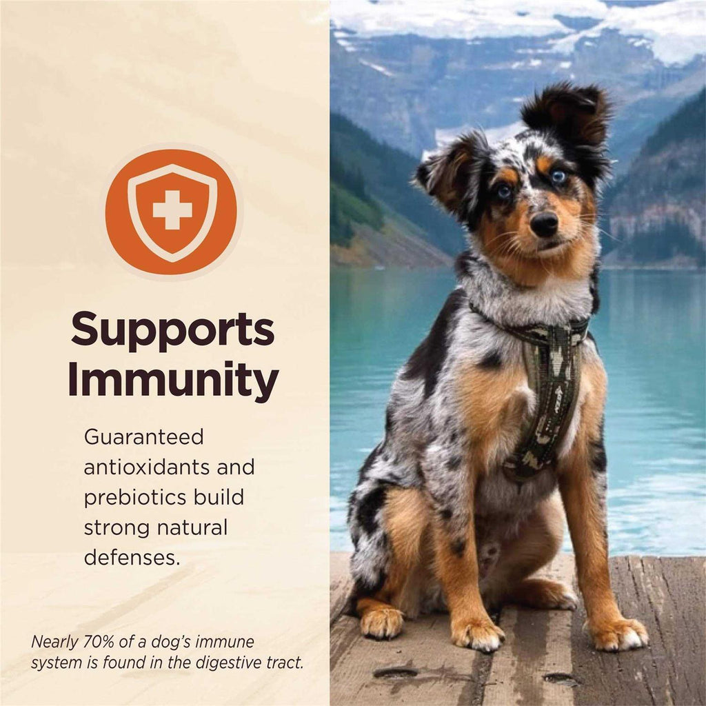 Grain Free Wet Dog Food Variety Pack Y277004