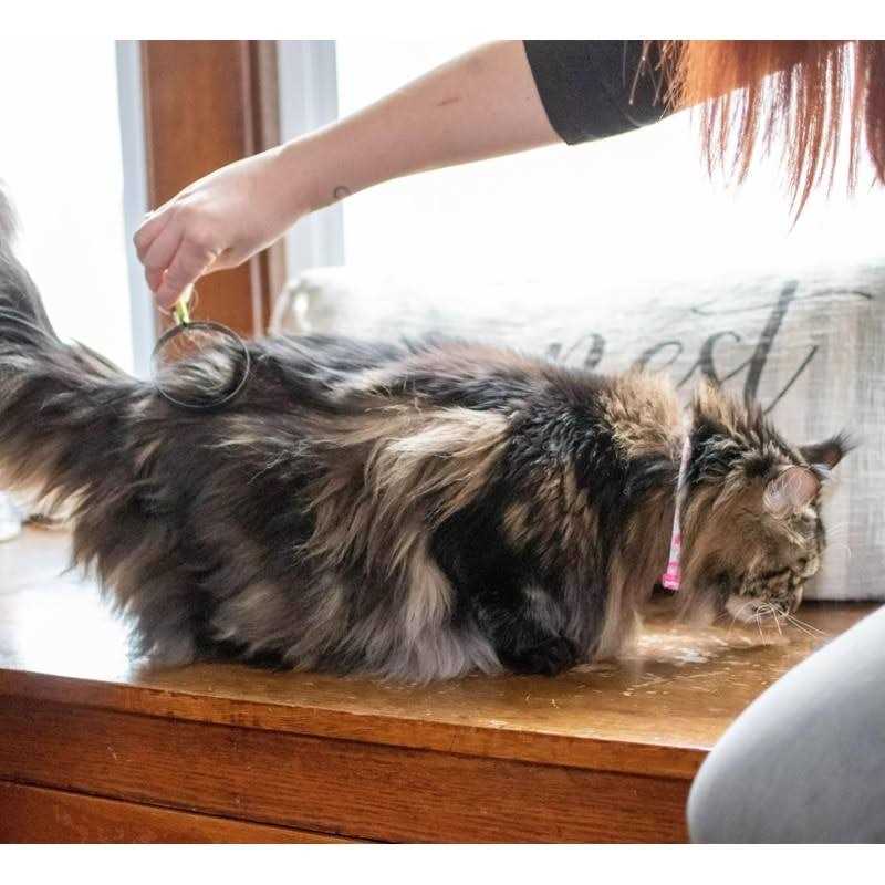 Cat Shedding Blade R593
