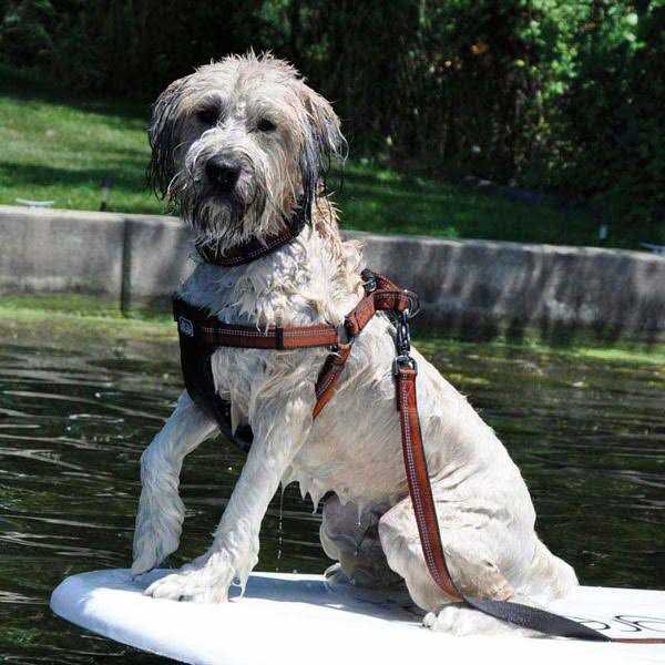 Reflective Adjustable Padded Dog Harness R2853