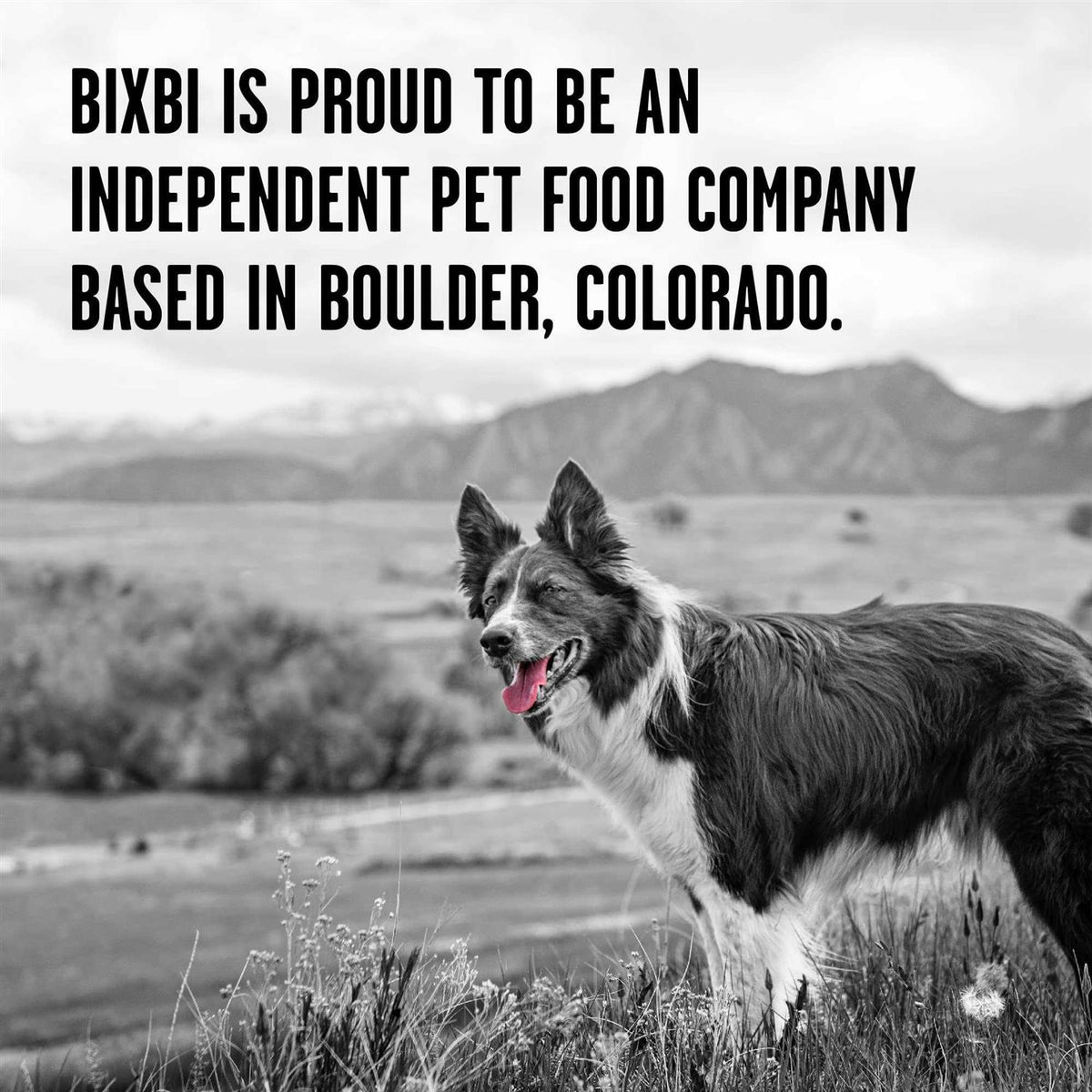 Chicken Freeze-Dried Dog Food Y827