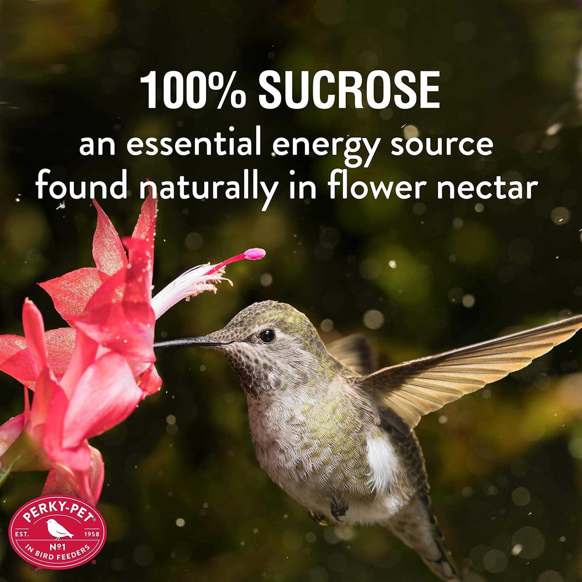 Hummingbird Nectar O2836